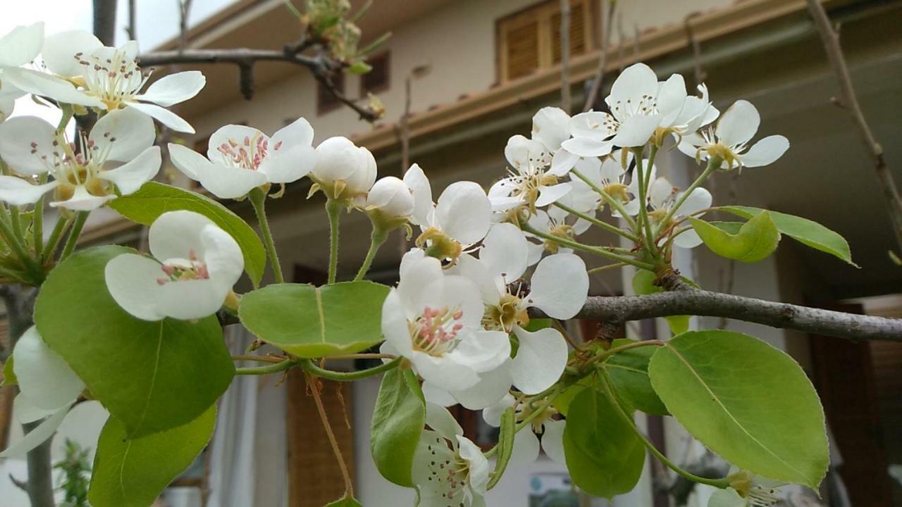 Ifioridisicilia Bed & Breakfast Campofelice Di Roccella Luaran gambar